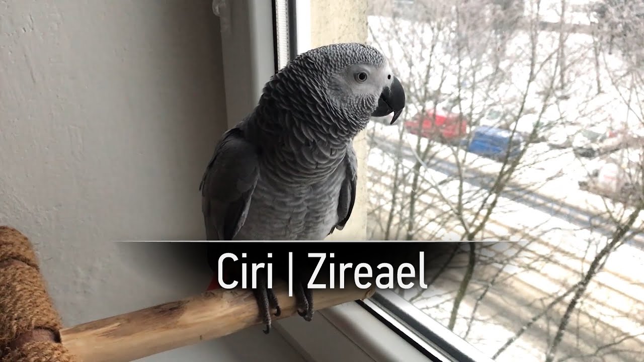 Povídání | Ciri | Zireael | Žako Šedý | African Gray