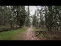 A Peaceful Morning Walk After Rain | 4K | Natural Sounds Only