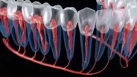 3D Animation of Normal or Standard Positioning of Teeth, Pulp , Nerves and Vessels