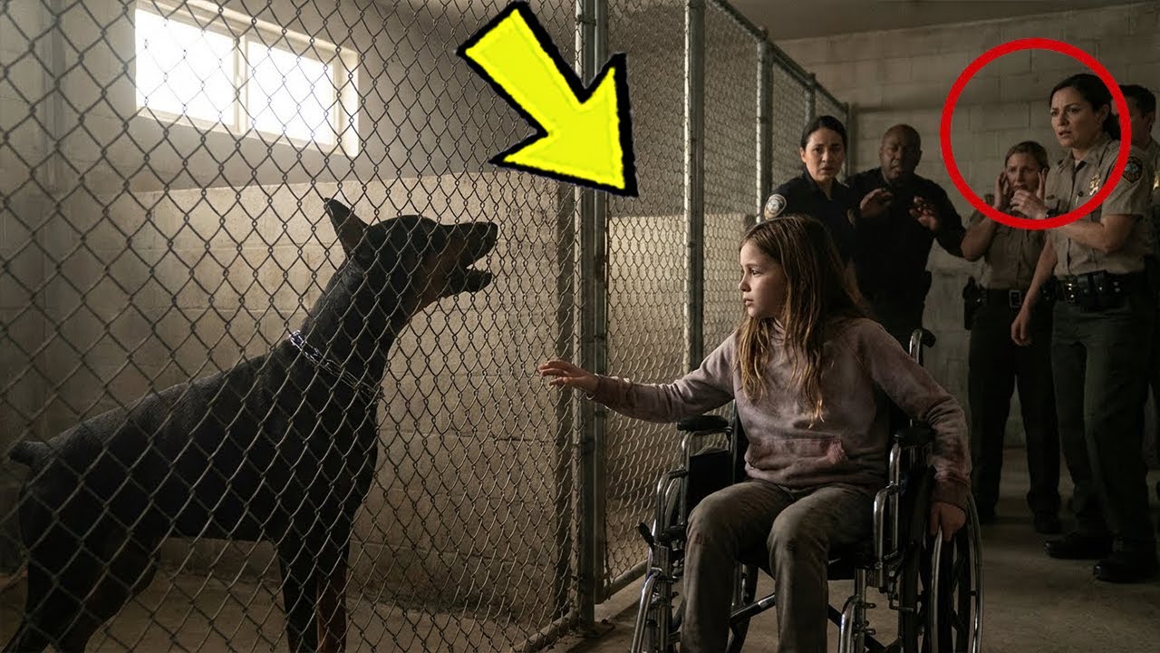 Armer K9 steht vor gelähmtem Richter – seine Rettungstat erstaunt den ganzen Saal