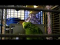 Parrot clucking like a chicken