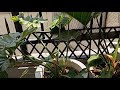 Tanya Iwamoto Vlog is live GOOD MORNING| MONDAY 5/18/2026