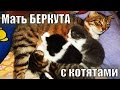 Котятам 3 недели | Мать Беркута с маленькими котятами  Забавные котята - умилительное видео