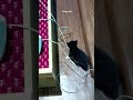 Tuxo learned to climb😻 #catvideos #tabbyandcali #kitten #kittenplaying #tabbycaliandtuxo #cats #cat