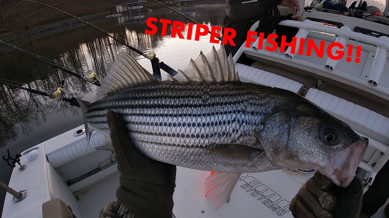 Striper Fishing! YouTube