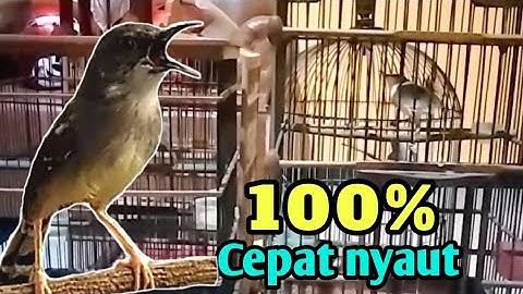 suara ciblek seperti inilah yang paling cocok buat pancingan ciblek agar cepat bunyi || ciblek gacor