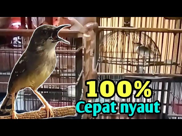 suara ciblek seperti inilah yang paling cocok buat pancingan ciblek agar cepat bunyi || ciblek gacor class=