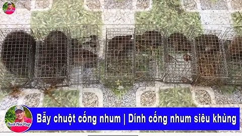Bẫy chuột cống nhum | Dính cống nhum siêu khủng | Thanh Phúc Vlogs
