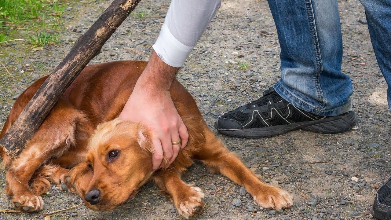 Наказание за жестокое обращение