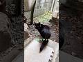 隻眼の黒猫さんが来ます