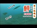 【大原　第二敷嶋丸】逃げる鰯、追う鮃　2021年2月12日ヒラメ釣り釣果報告