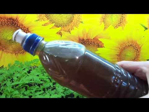 ДЕЛАЮ ПЕРВУЮ ПОДКОРМКУ РАССАДЫ ТОМАТОВ. Ольга Чернова.
