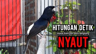 murai batu gacor AMPUH buat PANCINGAN murai batu agar bunyi JADIKAN burung murai gacor EMOSI