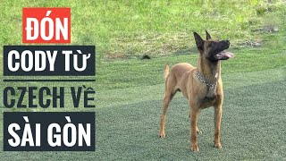 (Đi Đón) CODY  Siêu Phẩm Malinois từ Czech về Sài Gòn/ NhamTuatTV  Dog in Vietnam