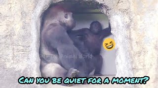 Ringo is at the age where he loves to play💕😆🤣💦|D&#39;jeeco Family|Gorilla|Taipei zoo