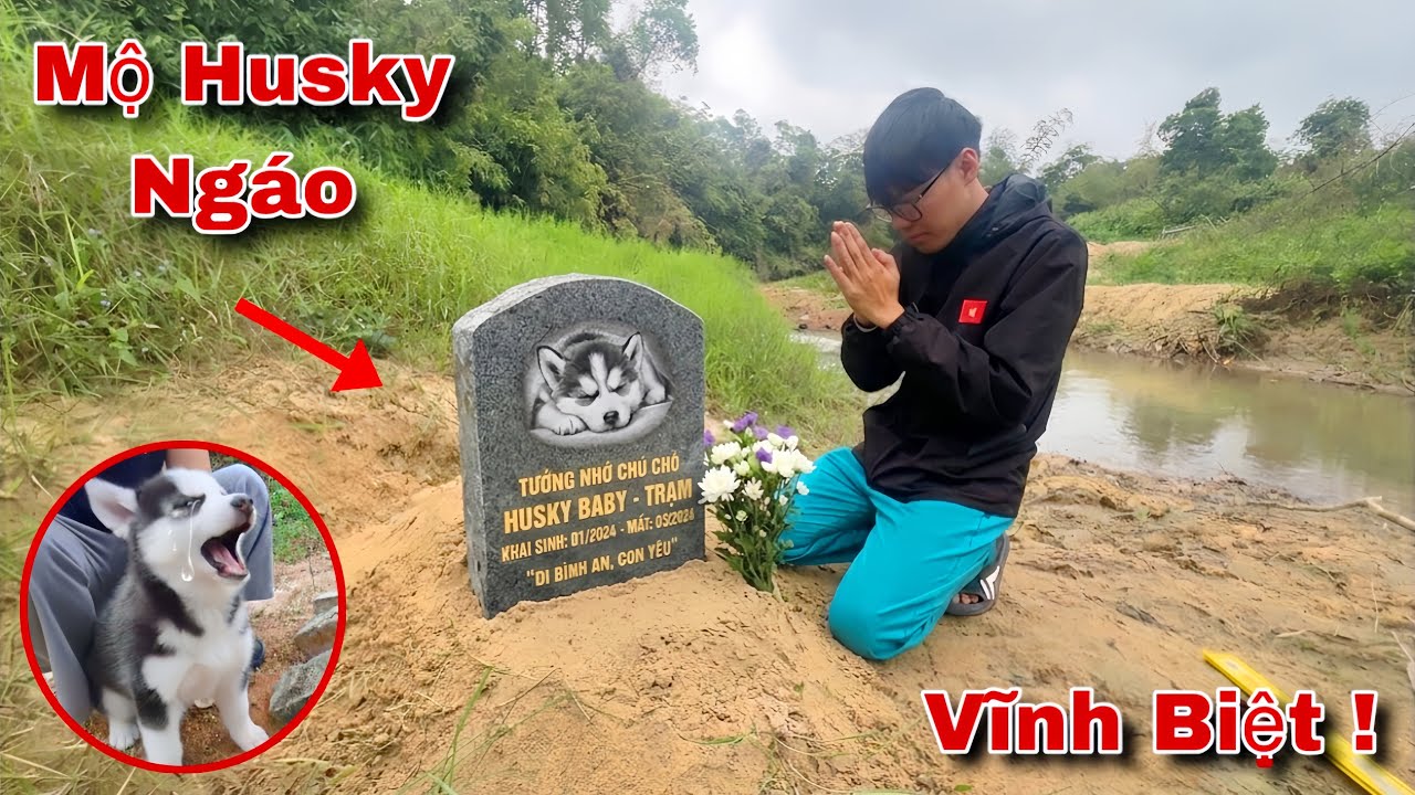 Tin Buồn ! Ngáo Husky Baby Đã Qua Đời Và Ra Đi Mãi Mãi | Tạm Biệt Ngáo | Dương KC