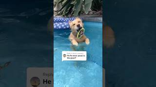 you guys ask the most biting questions (repost) #PoolTime #SwimmingDog #goldenretriever