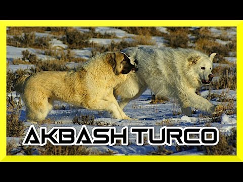 Video: Unterschied zwischen Akbash & Kuvasz