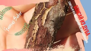 Бонсай из ДУБА. Как ускорить рост бонсай из дуба? Все о бонсай из дуба! How to grow oak bonsai