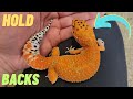 Reptile room tour  holdback leopard geckos  geeky gecko creations  vlog 2