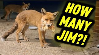 IS JIMMY FOR REAL! 🤣🦊❤️ #fox #wildlife #cute #fyp #viralvideo #badger #hedgehog