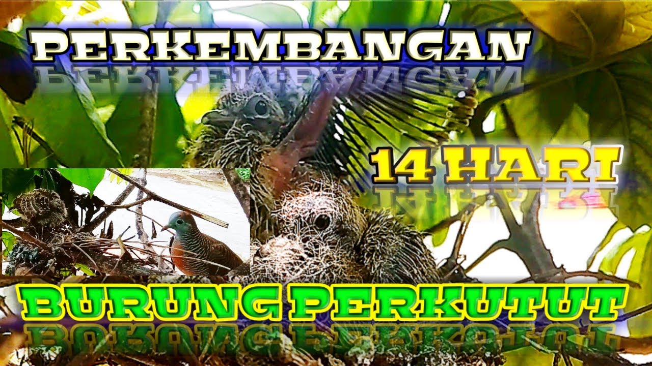Calon Masteran Burung Perkutut Bangkok Perkembangan 14 Hari Burung