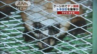 トキ9羽の襲撃犯か　ケージ内でテンを捕獲（10/04/15）