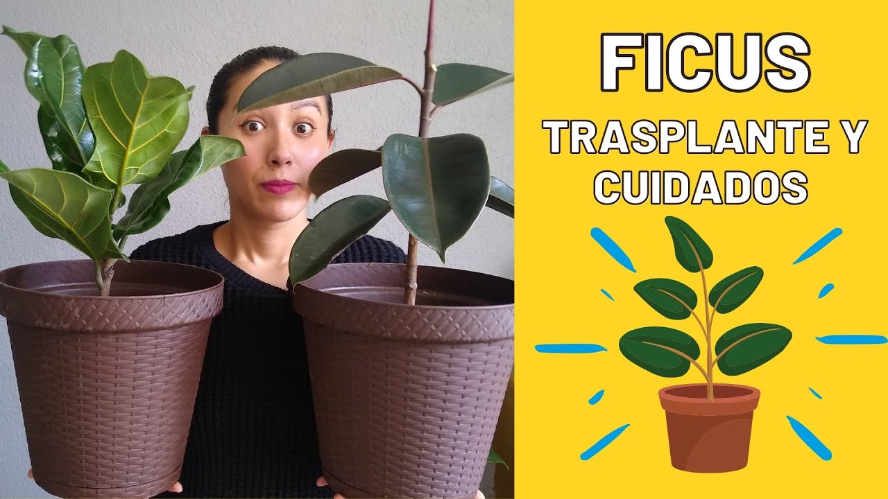 TRASPLANTE DE 2 FICUS  Y TIPS PARA CUIDARLO | 🤗🌱