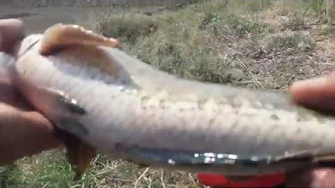 Câu lure cá lóc bằng mồi giả orochi: pha lên hugo khủng