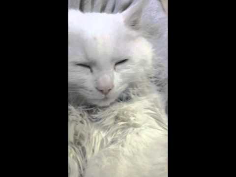 فيديو: لماذا قطتي خرخرة كثيرا؟
