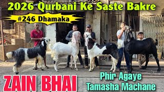 2026 Qurbani Ke Saste Goat At ZAIN BHAI | Bade Bade Bakre Small Paise Mein Le Jao In Bhiwandi 