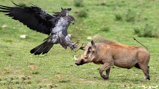 How Eagle Attack Warthog In The Wild