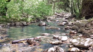 Clarity Stream – Nature Ambience for Focus & Calm Work |10 Hours 4K