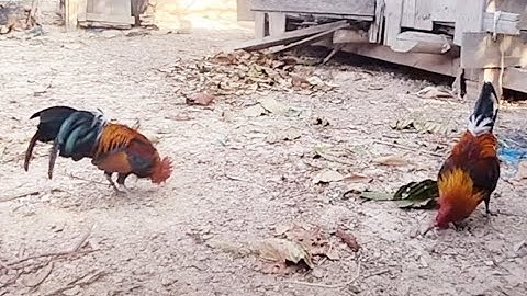 qaib dib qua cuab tuaj zoo 2025