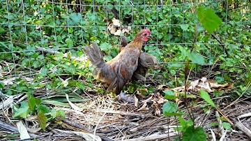 Little Blue Red Pair - Bantam Qaib Dib Tw Ntev