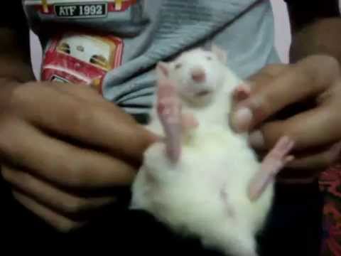 Pet Rats - The best pet on earth! (trust me you'll gonna love this one)