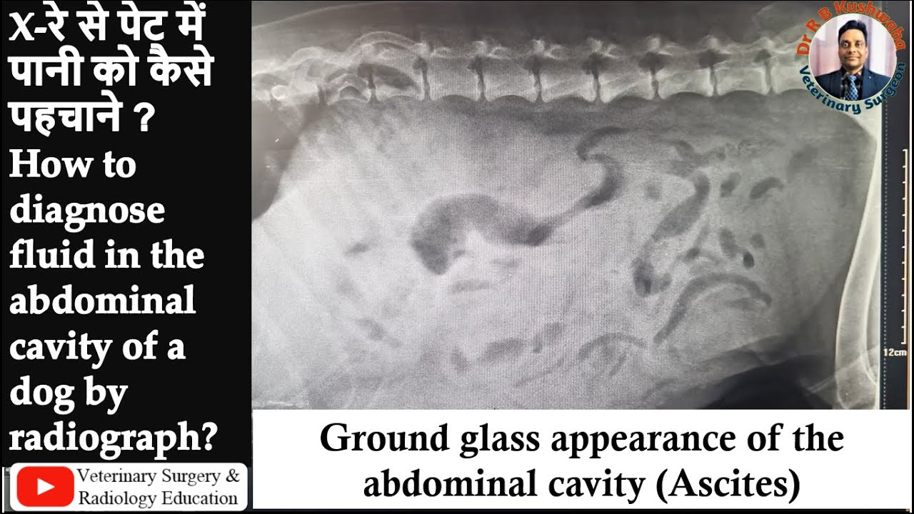 Ascites/fluid in the abdominal cavity of a dog: radiographic and USG findings