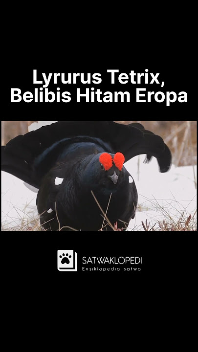 Lyrurus Tetrix, Belibis Hitam Eropa #animals #fish #shorts