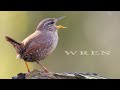 Bird sounds eurasian wren chirping and singing in spring