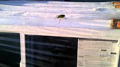 Unbelievable Windows!