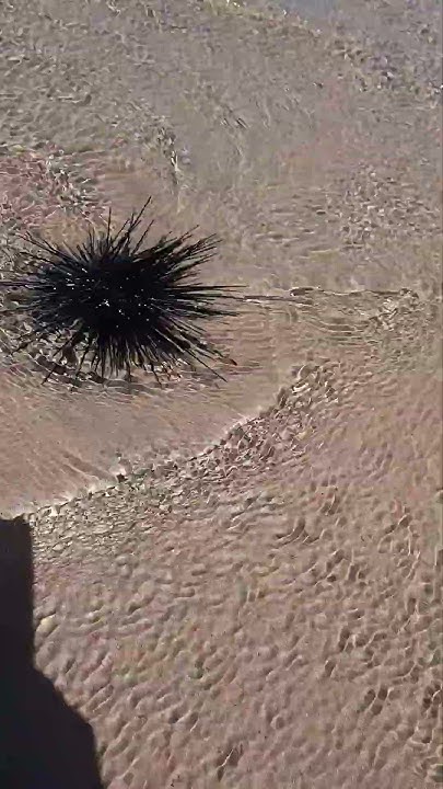 Морський їжак Sea urchin - YouTube