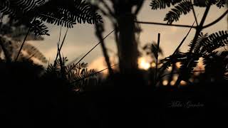 (background video) pemandangan matahari terbenam.