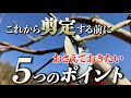 柿の剪定でおさえておきたい５つのポイント