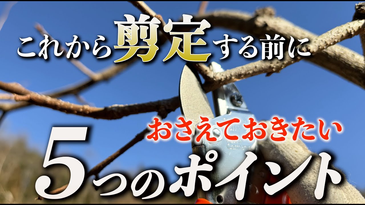 柿の剪定でおさえておきたい５つのポイント