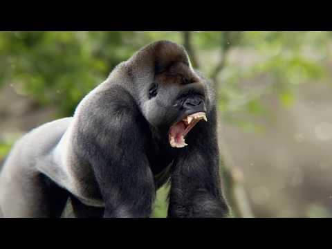Video: Kto Je Silnejší - Gorila Alebo Lev?