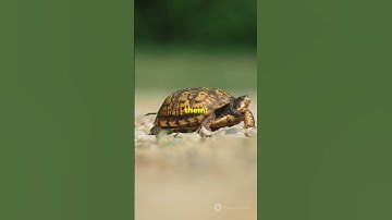 5 Facts about Eastern Box Turtles!
