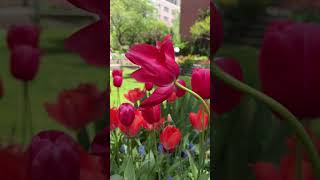 Nyc Tulip Festival April 29Th 2025