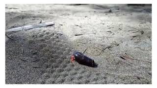 Download Lagu Mikha Tambayong - Mendungkan Berganti - Lirik (Status WhatsApp) MP3