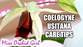 Coelogyne usitana Orchid in bloom & Care tips