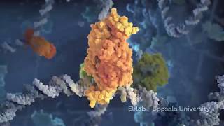 Identification Of Target Dna Sequences By Lac Repressor And Crispr-Cas9 Complex